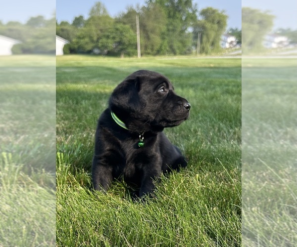 Medium Photo #54 Labrador Retriever Puppy For Sale in FREDERICKSBG, OH, USA