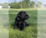 Small Photo #54 Labrador Retriever Puppy For Sale in FREDERICKSBG, OH, USA