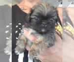 Small Photo #1 Pekingese Puppy For Sale in CENTRAL POINT, OR, USA
