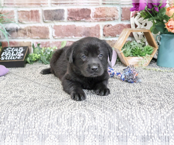 Medium Photo #6 Labrador Retriever Puppy For Sale in SYRACUSE, IN, USA