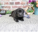 Small #5 Labrador Retriever