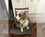 Small Photo #1 Miniature Australian Shepherd Puppy For Sale in JACKSONVILLE, FL, USA