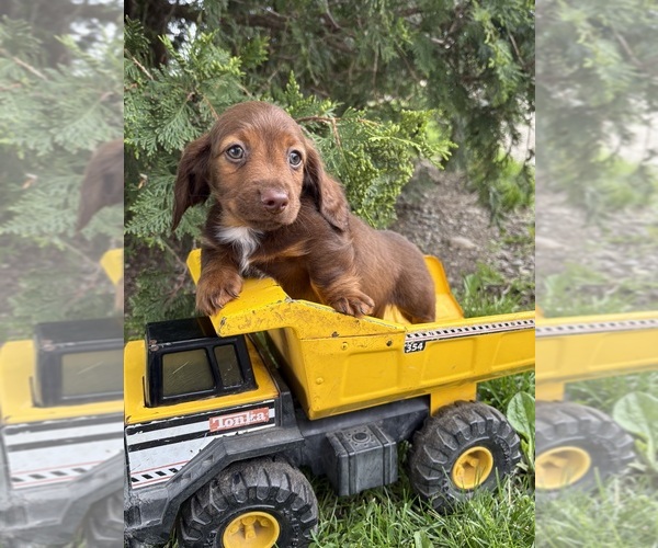 Medium Photo #3 Dachshund Puppy For Sale in MIDDLEBURY, IN, USA