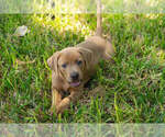 Puppy 3 Blue Lacy