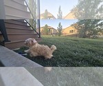 Small #1 Poovanese