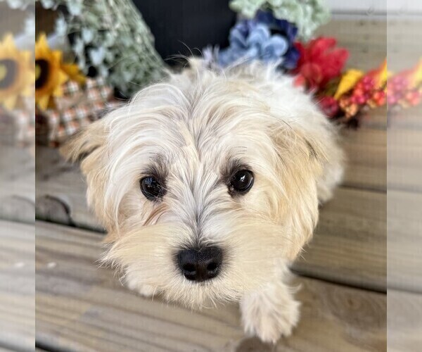 Medium Photo #2 Morkie Puppy For Sale in WILLIAMSBURG, IN, USA
