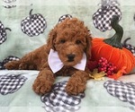 Small Photo #5 Cavapoo-Poodle (Miniature) Mix Puppy For Sale in LAKELAND, FL, USA