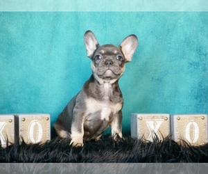 French Bulldog Dog for Adoption in WARSAW, Indiana USA