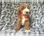 Small #5 Cavapoo