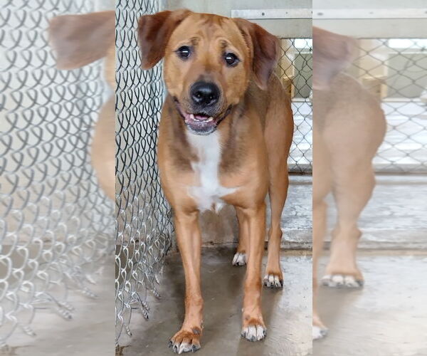 Medium Photo #1 Rhodesian Ridgeback Puppy For Sale in Amarillo, TX, USA