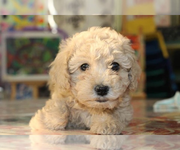 Medium Photo #1 Goldendoodle (Miniature) Puppy For Sale in SUNNYVALE, CA, USA