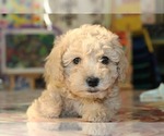 Small Photo #1 Goldendoodle (Miniature) Puppy For Sale in SUNNYVALE, CA, USA