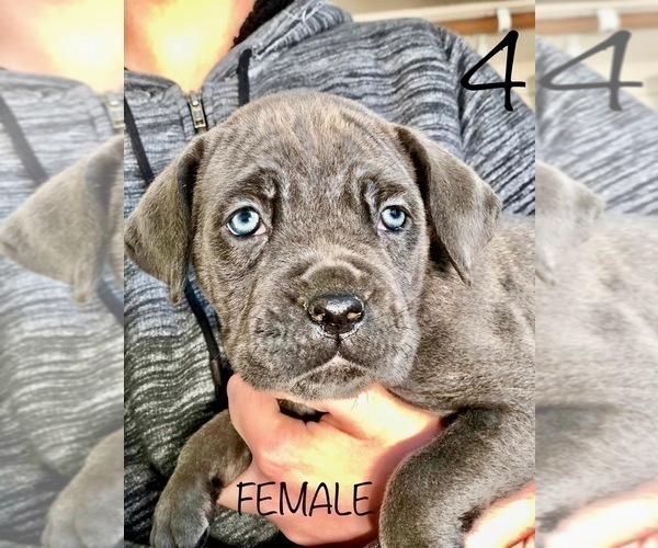 Medium Photo #11 Cane Corso Puppy For Sale in HESPERIA, CA, USA