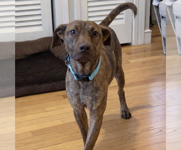 Medium Photo #5 Mutt Puppy For Sale in Boston, MA, USA