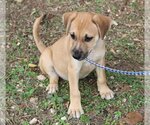 Small Photo #4 Basenji Puppy For Sale in Bandera, TX, USA
