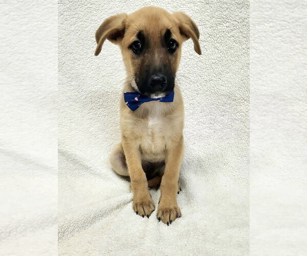 Medium Photo #5 Mutt Puppy For Sale in Brewster, NY, USA