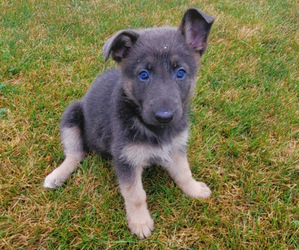 German Shepherd Dog Puppy for sale in NOVI, MI, USA