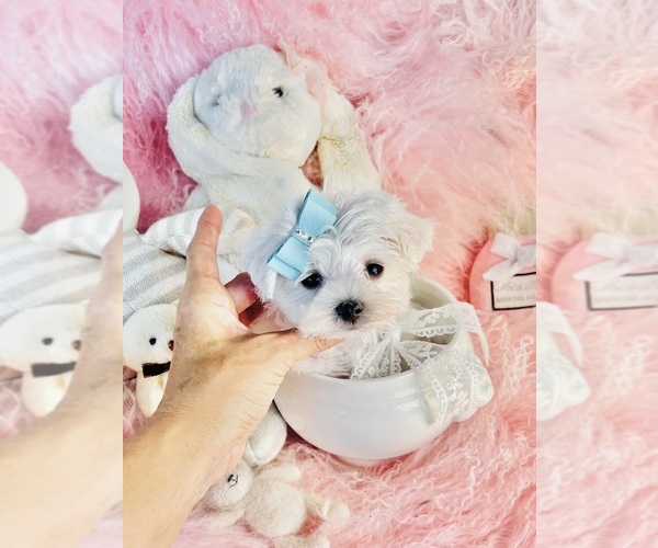 Medium Photo #15 Maltese Puppy For Sale in FORT LAUDERDALE, FL, USA