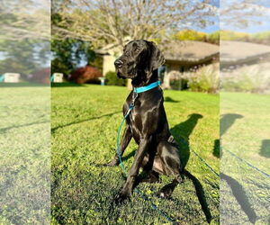 Great Dane-Unknown Mix Dogs for adoption in New London, WI, USA