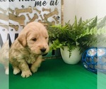 Small #10 Goldendoodle-Poodle (Toy) Mix