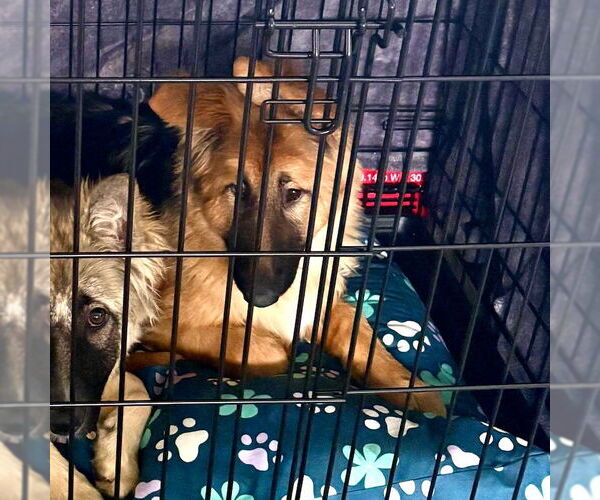 Medium Photo #4 German Shepherd Dog-Unknown Mix Puppy For Sale in San Juan Capistrano, CA, USA
