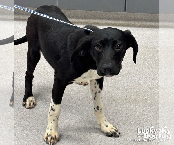 Medium Photo #2 Beagle-Pointer Mix Puppy For Sale in Washington, DC, USA