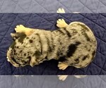 Small Photo #17 French Bulldog Puppy For Sale in CHINO HILLS, CA, USA