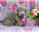 Small #2 Labrador Retriever