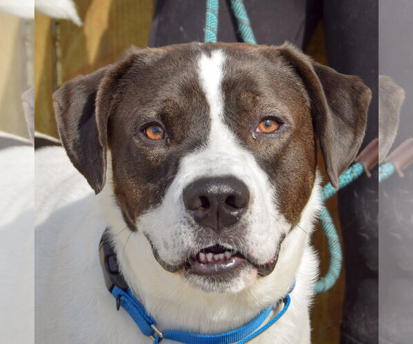 Medium Photo #2 Labrenees Puppy For Sale in Huntley, IL, USA
