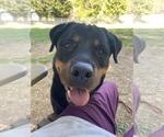 Small #2 Rottweiler Mix