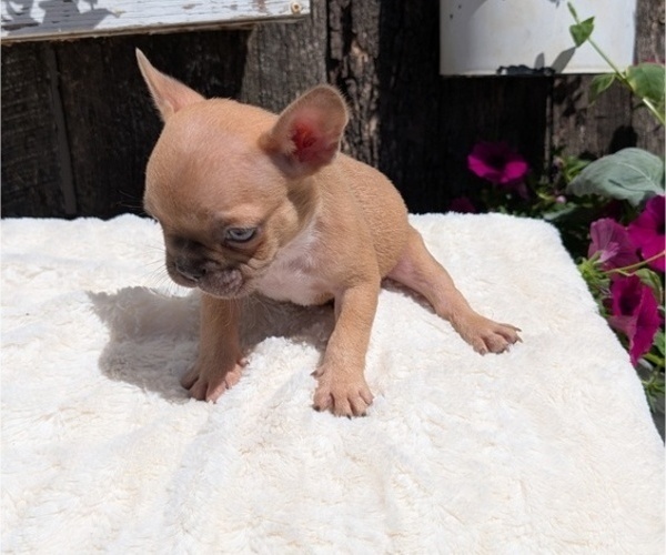 Medium Photo #11 French Bulldog Puppy For Sale in GOSHEN, IN, USA