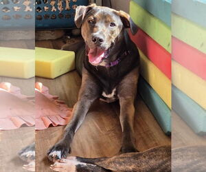 Shepradors Dogs for adoption in Princeton, MN, USA
