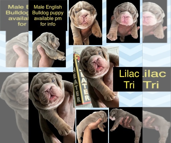 Medium Photo #1 English Bulldog Puppy For Sale in STOCKBRIDGE, GA, USA