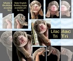 Small Photo #1 English Bulldog Puppy For Sale in STOCKBRIDGE, GA, USA