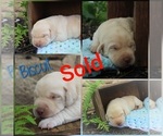 Small Photo #10 Labrador Retriever Puppy For Sale in ELIZABETHTOWN, PA, USA