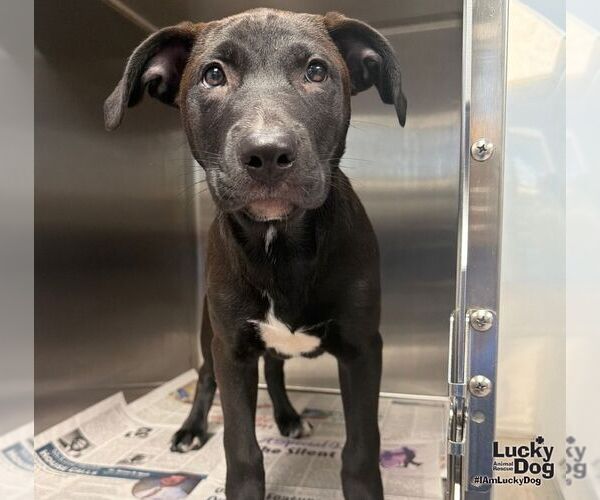 Medium Photo #1 Labrador Retriever-Unknown Mix Puppy For Sale in Washington, DC, USA