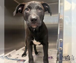 Labrador Retriever-Unknown Mix Dogs for adoption in Washington, DC, USA