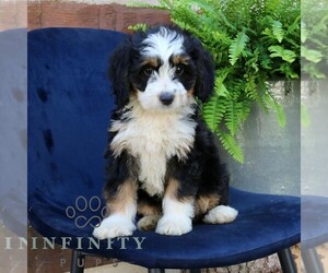 Bernedoodle (Miniature) Puppy for sale in NARVON, PA, USA