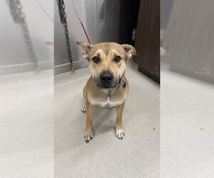 Shepweiller Dogs for adoption in Fairbanks, AK, USA