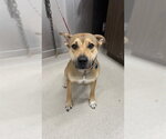 Small Shepweiller