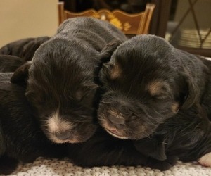Beago Puppy for sale in PLYMOUTH, ME, USA