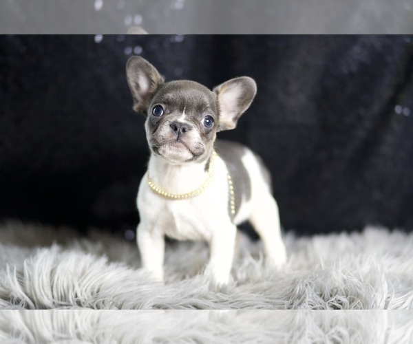 Medium Photo #12 French Bulldog Puppy For Sale in WARSAW, IN, USA