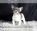Small Photo #12 French Bulldog Puppy For Sale in WARSAW, IN, USA