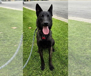Ripley - Male Holland Shepherd-Unknown Mix Dog for Adoption - Photo #4