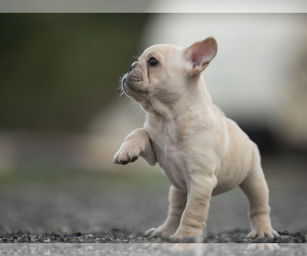 Medium Photo #6 French Bulldog Puppy For Sale in LOX, FL, USA