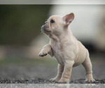 Small Photo #6 French Bulldog Puppy For Sale in LOX, FL, USA