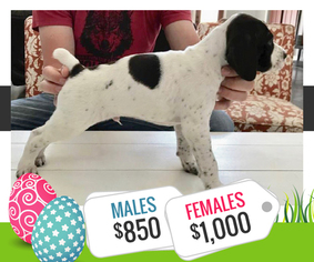 German Shorthaired Pointer Puppy for sale in TROY, TX, USA