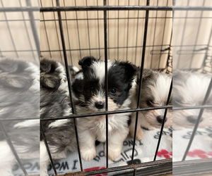 Maltipom Dog for Adoption in MONCLOVA, Ohio USA