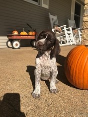 German Shorthaired Pointer Puppy for sale in BEDFORD, IN, USA