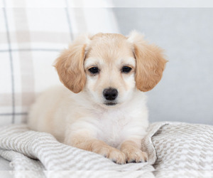 Maltipoo Puppy for Sale in BURLINGTON, Iowa USA